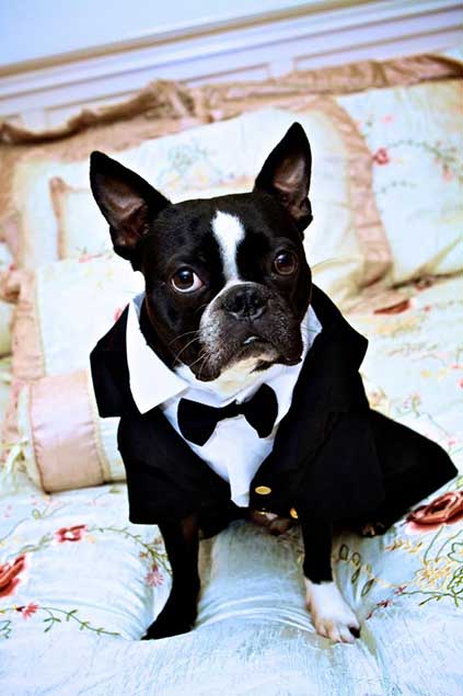 Dog in tuxedo 