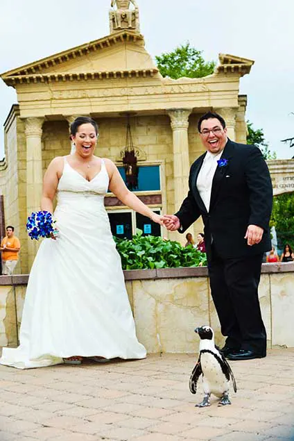 Bride and Groom posing with a penguin in front of them.