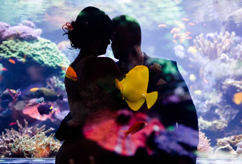 Reflection of a Bride and Groom on the aquarium tank glass. 